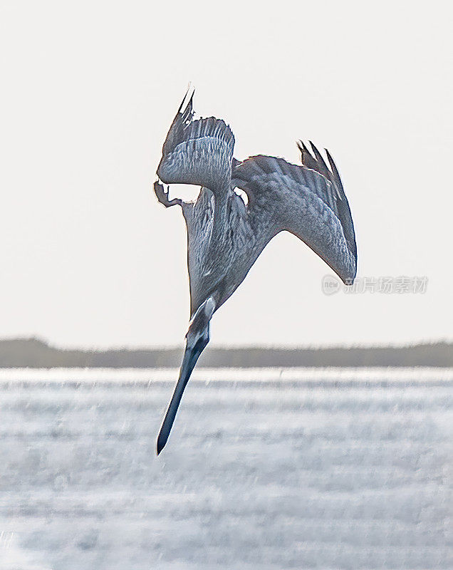 褐鹈鹕(Pelecanus occidentalis)是鹈鹕科的一种鸟，加州褐鹈鹕。潜水抓鱼。飞行。